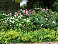 Alchemilla mollis edges rose bed of Rosa Gertrude Jekyll, Sally Holmes, Sweet Juliet, Winchester Cathedral and Heritage.