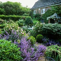 Front garden to C17 cottage. Rosa Penelope. In gravel, mounds of box, lavender, euonymus. Clumps of alchemilla, nepeta, sisyrinchium, campanula and hardy geranium.