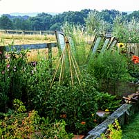 Vegetable garden flanks field. Open cold frames of tomatoes grown up cane wigwam alongside French marigolds, sweet peas and dahlias 