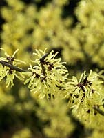Hamamelis x intermedia Angelly has fragrant, spidery, yellow flowers with crimped petals.