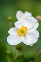 Anemone x hupehensis, herbaceous perennial producing white flower in mid summer.