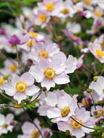 Anemone x hybrida, a herbaceous perennial with pale pink saucer shaped flowers which grows well in shade and partial shade.