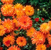 Chrysanthemum Wendy, a florists spray variety with clusters of orange flowers.