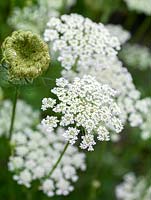 Daucus carota - Wild carrot, an annual with flat topped, white flowerheads that form rounded seed heads. 