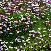 Saxifrage flowering from late spring. Ideal for mat forming and ground cover, this evergreen perennial bears pink and white flowers over grey green foliage from spring. Ideal for rockery, walls or alpine trough.
