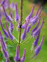 Veronicastrum virginicum, Culver's foot, flowers from mid summer, a tall, branched herbaceous perennial