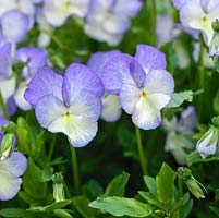 Viola Fiona Lawrenson, a perennial viola. White ruffled flowers suffused with mauve. A highly scented variety 