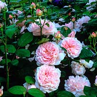 Rosa Eglantyne, strongly scented, light pink modern shrub rose with exquisite cupped blooms of many petals and handsome foliage.