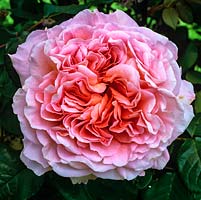 Rosa Abraham Darby, a modern shrub rose with very large, fragrant, orange-pink flowers