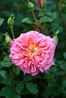 Rosa 'Christopher Marlowe', a scented English shrub rose.