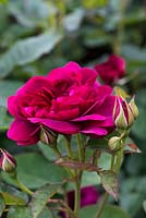 Rosa 'Darcey Bussell', a fine red English rose which grows well in a border or container.