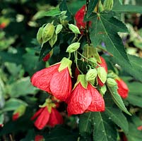 Abutilon Red Queen, Indian mallow, a tender perennial with bright orange clusters of flowers in August