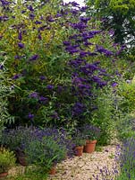 Buddleja and Lavender containers in harmonious colour combination in The Lavender Garden, Gloucestershire.