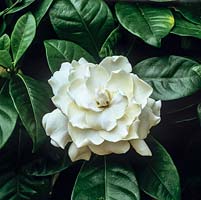 Gardenia augusta - Cape jasmine, evergreen shrub. In summer bears very fragrant, double white flowers above glossy leaves.