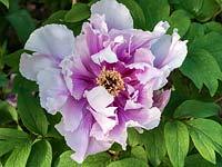 Paeonia suffruticosa Kamada-fuji, a tree peony flowering in spring with lilac-coloured ruffled petals and dark inner flares.