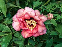 Paeonia suffruticosa Ariadne, a tree peony flowering in spring with ruffled peachy pink petals with a darker edge and deep red inners.