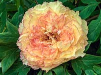 Paeonia x lemoinei Chromatella, a tree peony flowering in spring with large, double, lemon coloured flowers with pink edging on the ruffled petals. Scented.