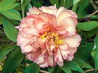 Paeonia x lemoinei Souvenir de Maxime Cornu, a tree peony flowering in spring with large, double, apricot coloured flowers with pink edging on the ruffled petals.
