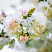 Prunus Mount Fuji syn. Shirotae, a flowering cherry tree laden with delicate, fragrant white blossom in spring.