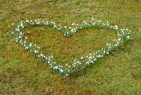 Planting a snowdrop heart - The snowdrop heart flowering in early March