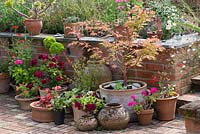 Collection of pots of Aeonium arboreum, pelargonium, Echinacea 'Tomato Soup', Acer 'Sango-Kaku', salvia and petunia.