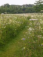 Wild Flower Meadow. Grass path cut through swathes of ox eye daisies, cow parsley, hardy geranium, clover, buttercup and grasses.