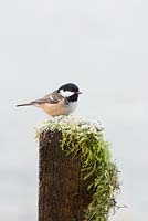 Periparus ater - Coal tit on a fence post in winter - December - Scotland