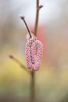 Corylus maxima - Hazel Red filbert catkin - February - Oxfordshire