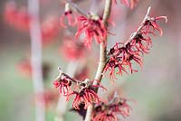 Hamamelis x intermedia rubin - Witch Hazel - February - Oxfordshire