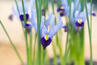 Iris reticulata Gordon - Dwarf Iris - February - Oxfordshire