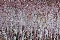 Rubus biflorus - Two flowered raspberry stems with thorns in winter at RHS Wisley gardens - February - Surrey
