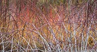 Rubus biflorus - Two flowered raspberry stems with thorns in winter at RHS Wisley gardens - February - Surrey