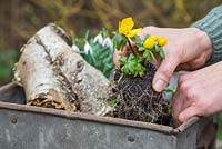 Planting Eranthis - Winter Aconite into container as part of miniature winter garden