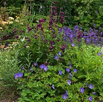 Planting combination of Penstemon 'Raven', Lavandula angustifolia 'Hidcote' and Geranium 'Jolly Bee'.