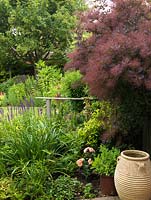 View past Cotinus coggygria 'Royal Purple' to beds of salvia, fern, poppy, phlomis, peony, rose, daylily, hosta, astilbe and veronicastrum.