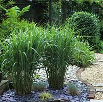 Pair of Miscanthus sinensis 'Zebrinus' planted in a bed of slate chippings.