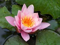 Nymphaea 'Pink Sensation' - water lily, an aquatic perennial with pink flowers in summer. Leaves are bronze when young.