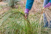 Running fingers through Stipa gigantea and removing dead grass