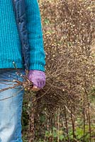 Woman carrying a bundle of dead Asters from cutting back