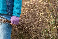 Woman carrying a bundle of dead asters from cutting back