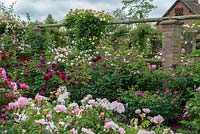David Austin Roses. A corner of the Long Garden which contains a collection of old roses as well as modern shrub roses and many English Roses to extend the flowering season. Seen over pink Barbara  Austin, Dark Lady, St Swithin and climbing Alchemist on pergola.