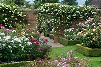 The walled gardens at David Austin Roses. Box-edged beds filled with English roses, climbing, rambling, bush and standards.