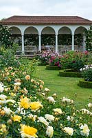 David Austin Roses. The Renaissance Garden is devoted to English Roses such as yellow Charlotte, rich pink Buscobel, light pink Geoff Hamilton, crimson Falstaff and mid pink Mayflower.