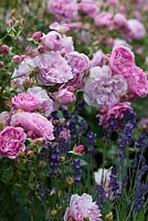 Rosa 'Harlow Carr' with Lavandula angustifolia 'Hidcote' - David Austin Roses