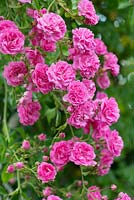 Rosa 'Dorothy Perkins', rambling rose with masses of double, pink flowers in mid summer