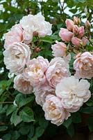 Rosa 'The Generous Gardener', an English rose bred by David Austin Roses