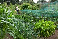 A woman tending her allotment in midsummer, with leeks, sweetcorn, runner beans and brassicas under netting