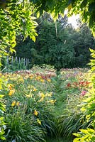 Hemerocallis borders at Weihenstephan Trial Garden