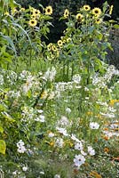 Detail of the colour-themed yellow, white and orange border with annual flowers and grasses including Helianthus annuus 'Rumi F1 Lemon' and Nicotiana sylvestris