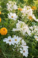 Detail of colour themed yellow, white and orange border with annual flowers and grasses including Cleome 'Sparkler White', cosmos and Zinnia elegans 'Oklahoma Gold'